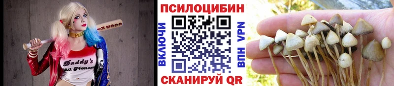 Галлюциногенные грибы Psilocybine cubensis  Купить где  Грозный 